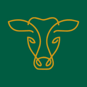 Cosy Cow Cow Head Image